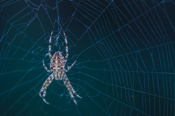brown scary spider predator insect on a light background in the wild, close-up beautiful spooky spider