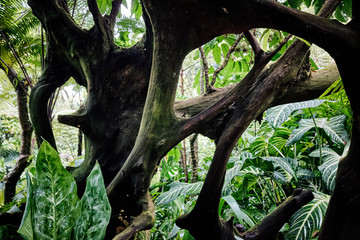 Singapore, Botanic Garden