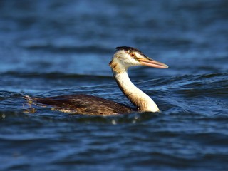 Juvenile the great crested grebe (Podiceps cristatus) fishing in sea