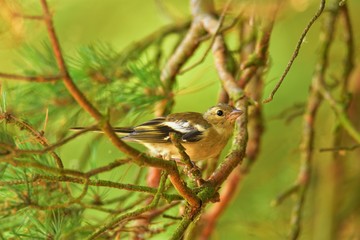Female of the common chaffinch (Fringilla coelebs)