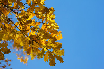 Branch of an oak tree with yellowed leaves against a blue sky background