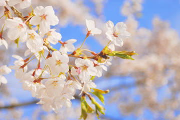桜　春　素材