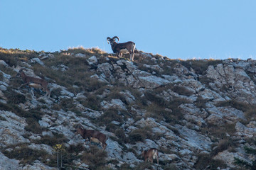 Mouflon en Chartreuse