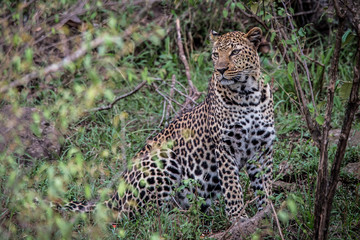 Leopard in the Masai Mara National Park in Kenya