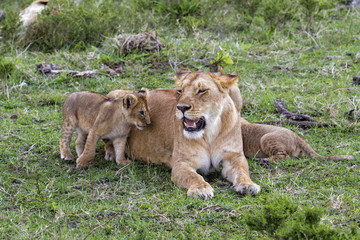 Lion family in the Masai Mara National Park in Kenya