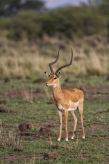 Naklejka na ściany i meble Impala male in the Masai Mara National Park in Kenya