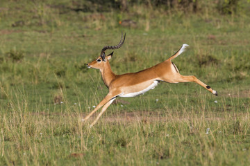 Jumping impala in the Masai Mara National Park in Kenya