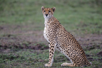 Cheetah in the Masai Mara National Park in Kenya