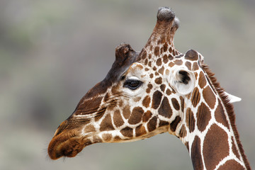 Fototapeta na wymiar Portrait of a reticulated griraffe in the Samburu National Park in Kenya