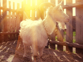 Goat in the pen