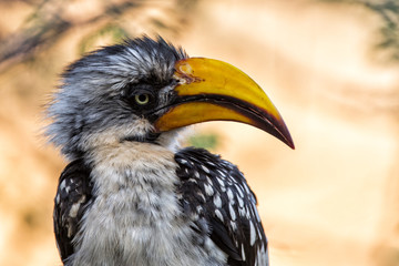 Yellow billed hornbill in the Samburu National Park in Kenya