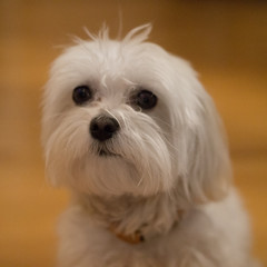 Maltese