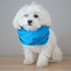 Maltese