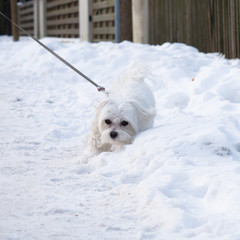 Maltese