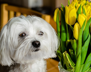 Maltese