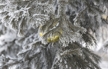Christmas ball on frosty fir tree branches. Winter blur background.