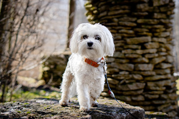 Maltese