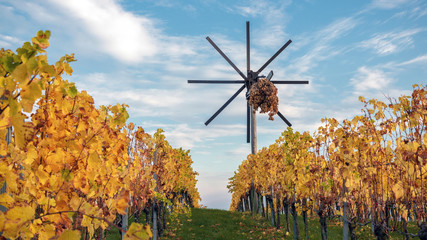 Herbst in der S&uuml;dsteiermark, &Ouml;sterreich