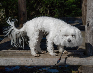 Maltese