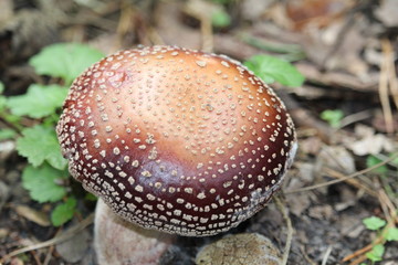 Mushroom
