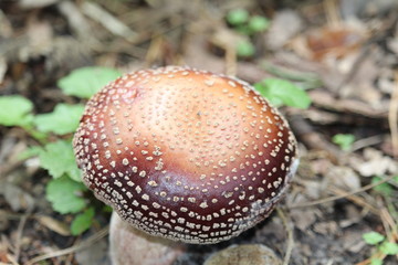 Mushroom