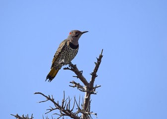 Northern Flicker perched on a bare branch, blue sky background 