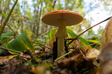 Forest toadstools in a huge forest.