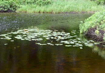 nature landscape at the pond with Lotus flowers and leaves 