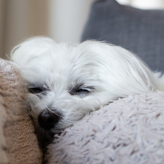 Maltese