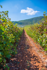 Fototapeta na wymiar Vineyard landscape in Nemea, Peloponnese, Greece. Vineyard rows with juicy grapes ready to be harvested