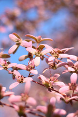 Pink flowers and buds on a tree branch selective focus on flower petal in nature background