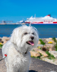 Maltese