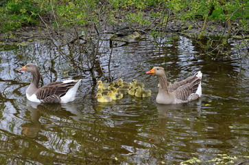 Goose family with cute goslings
