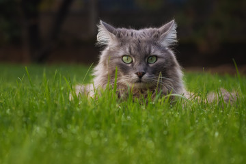 Naklejka na ściany i meble Grey cat with flipped back ears lying in wet grass