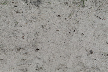 Ants