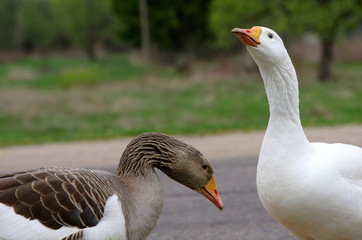 Goose family with cute goslings