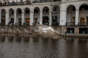Seagull flying over a canal in Hamburg, Germany on a cloudy day