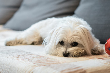 Malteser auf Sofa