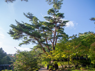 Fototapeta premium 【静岡・伊豆】日本庭園の風景【夏】