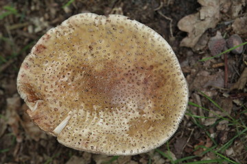 Mushroom