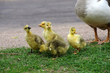 Goose family with cute goslings