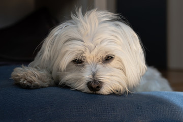 Malteser