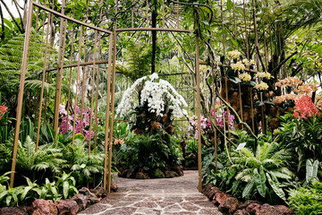 Singapore, Botanic Garden, Orchid - Powered by Adobe