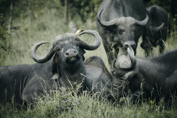 Obraz premium South African buffalos