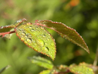 Raindrops on a leaf