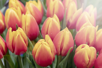 Fototapeta premium Beautiful, fresh buds of orange tulips.