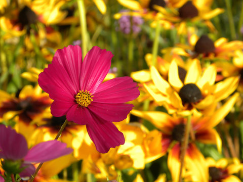 Gerbera and coneflowers
