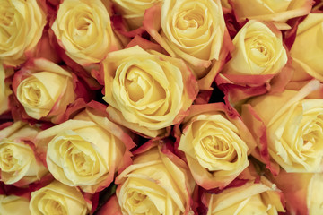 Beautiful, fresh, yellow roses.