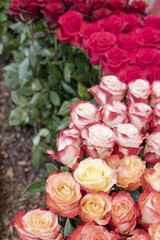 Beautiful, fresh, red roses.