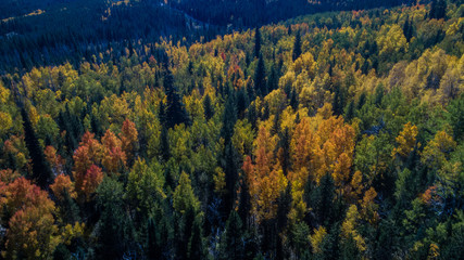 Aerial view of the autumn fall weather bringing in the changing colors of the aspen tree leaves in the Colorado mountains